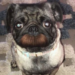 Meet your Posher, Carter